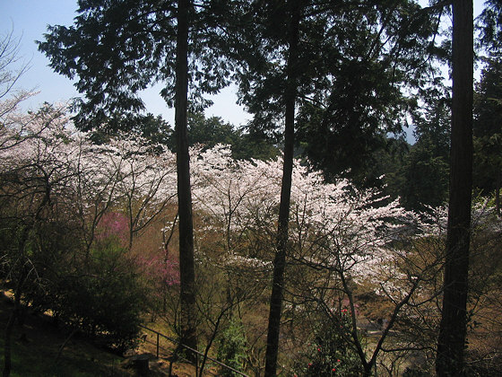 Ishiyamadera Temple cherry blossom