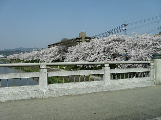 Kamo River Sakura Bridge