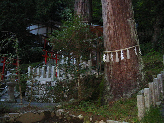 Kurama Yuki Tree