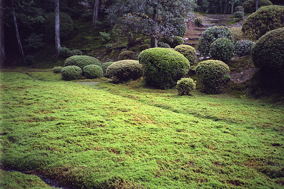 Japanese gardens: Moss