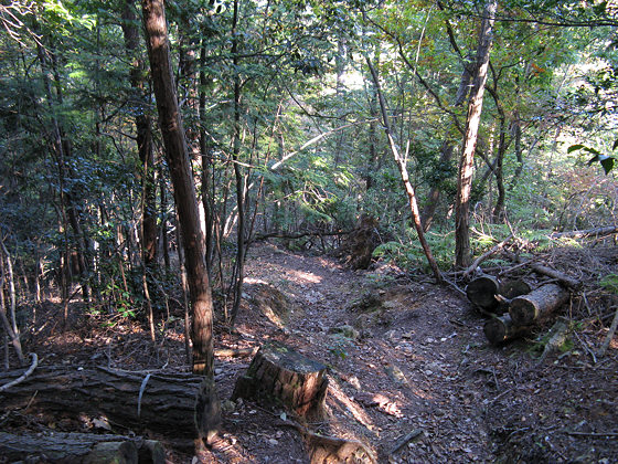 Ohara Mount Suitai Path