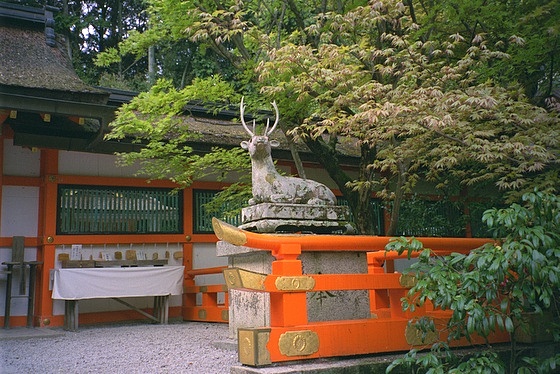 Oharano Jinja Shrine Deer