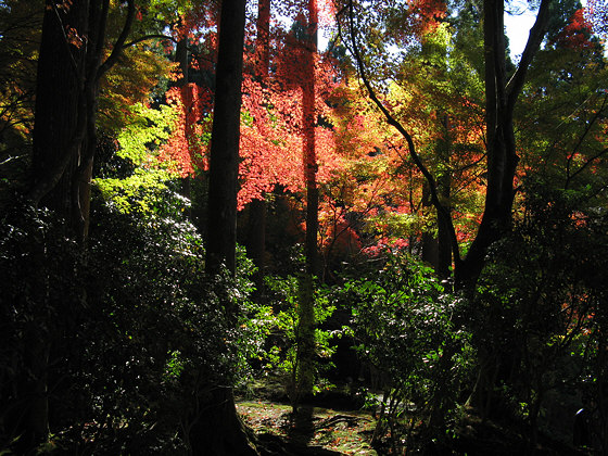 Sanzen-in Temple Foliage