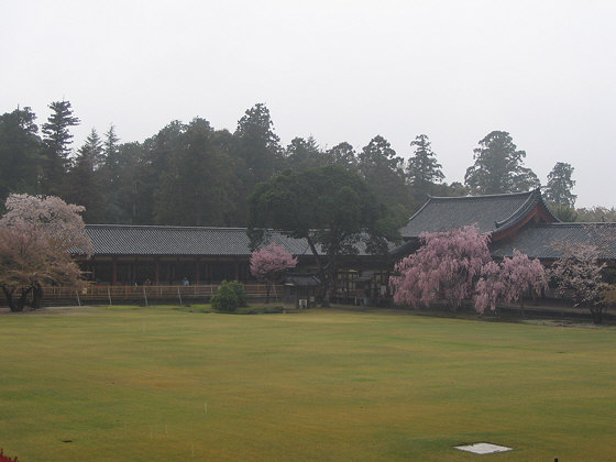 Todaiji Temple sakura in rain